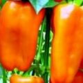 Semena oranžové sladké papriky