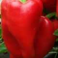 Semena červená sladká paprika