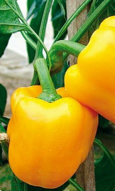 Žlutá sladká paprika semínka