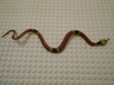 Had kratší hnědý