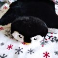 daruji polštář - plyšáka tučňáka Tůču