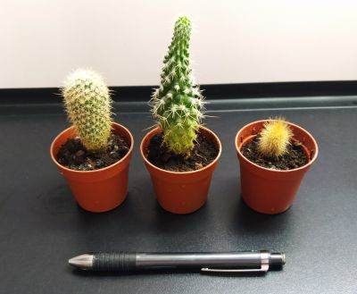 Malé kaktusy