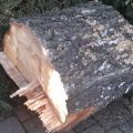Zdarma / za odvoz - dřevo na topení - bříza 6 kusů