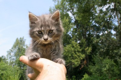 Daruji májové koťátko - šedá, dlouhosrstá kočička