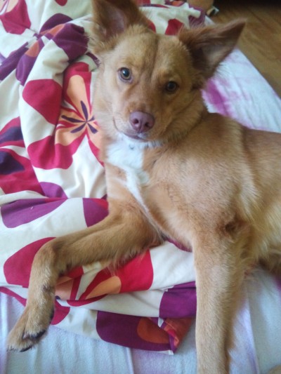 Darujeme 1,5letou fenku Megí do dobrých rukou!