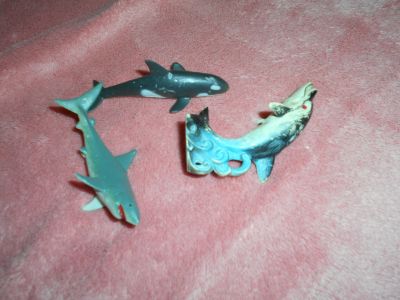 Delfín, kosatka a žralok