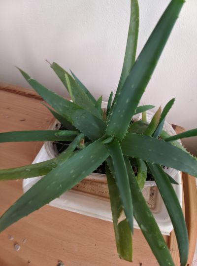 ALOE