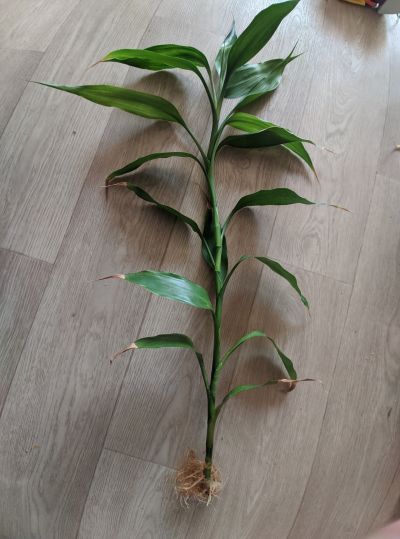 Lucky bamboo