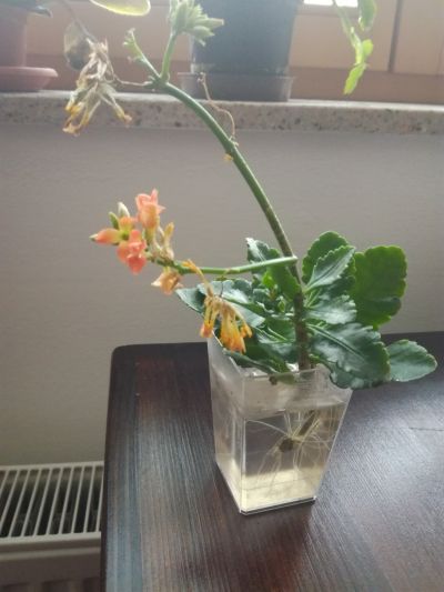 Kalanchoe