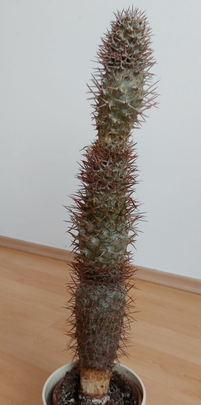 Pachypodium