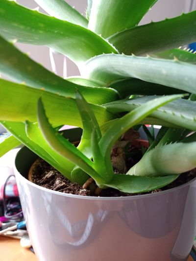 Aloe vera 1.