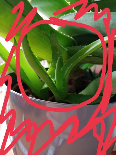 Aloe vera 2.