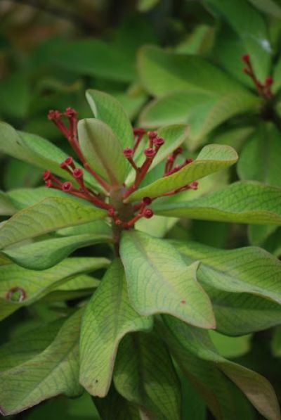 Gumovník zatím do vody