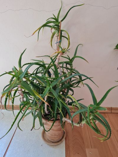 Daruji rostlinu aloe vera