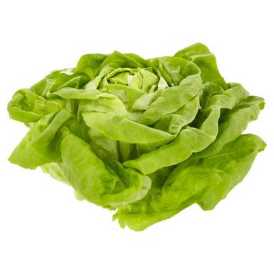 Sazeničky hlávkového salátu