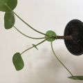 Pilea