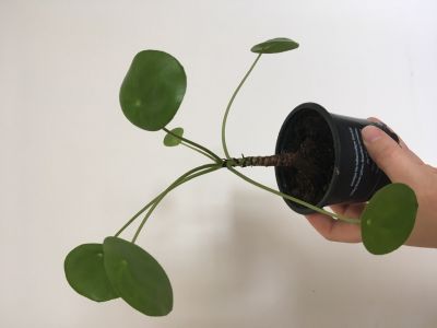 Pilea