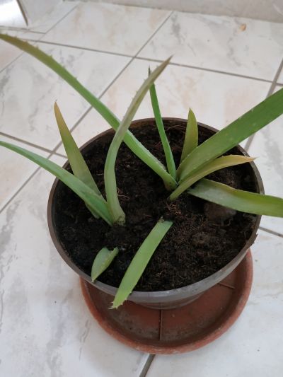 Aloe Vera 2