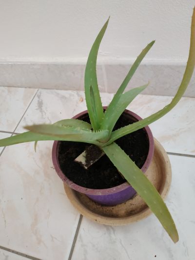 Aloe Vera 4