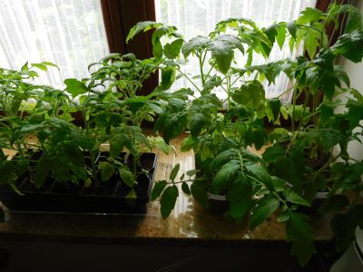 Sazenice rajčat a salátů