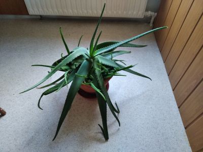 Velké aloe vera