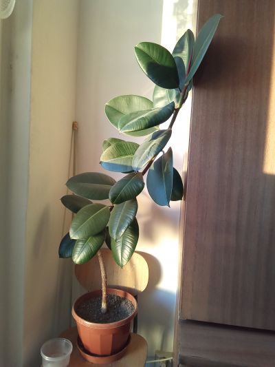 Ficus elastika