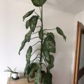 Rostliny do bytu