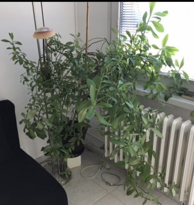 Rostliny do bytu
