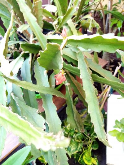 odnož červ.kvetoucího kaktusu 2