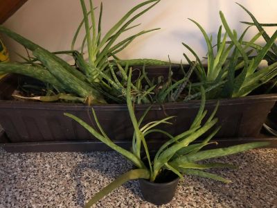 Aloe vera