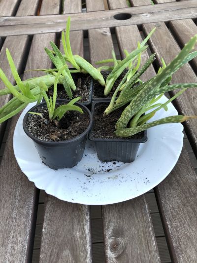 Aloe vera