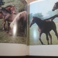 kone a jezdci