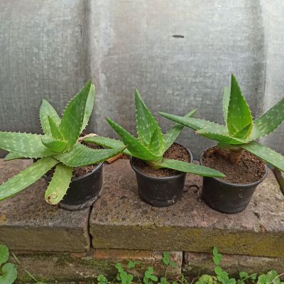 3 ks ALOE VERA