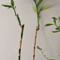 Vysoký "lucky bamboo"