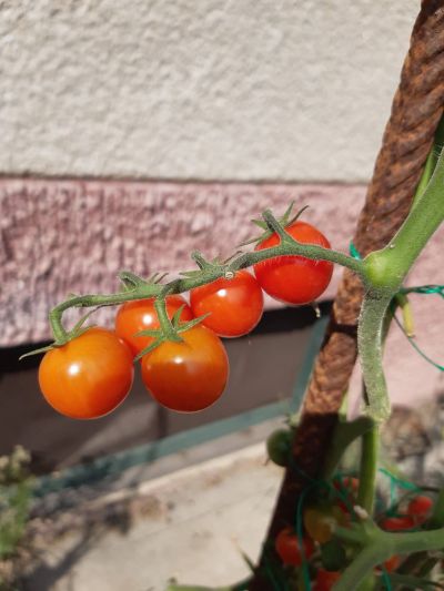 Červená rajčata