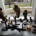 Vycpaniny ptáků, preparáty z kabinetu příárodopisu