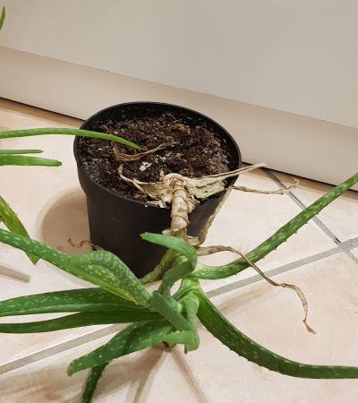 Rostlinku Aloe Vera (1)