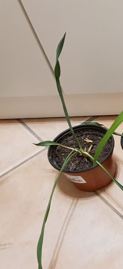 Rostlinku - zřejmě Zelenec (1)