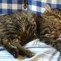 Kotě - dlouhosrstá, mourovatá kočička