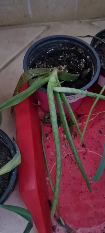 Rostlinku Aloe Vera