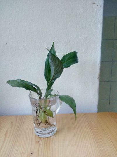 odnož pokojové rostliny Spathiphyllum ( lopatkovec) 2
