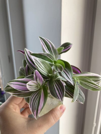 Vodenka (tradescantia)