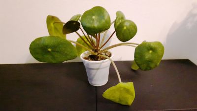 Kytka pilea