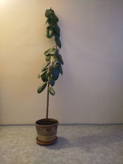 Ficus elastika Robusta