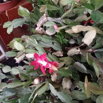 odnož    červený vánoční kaktus  2