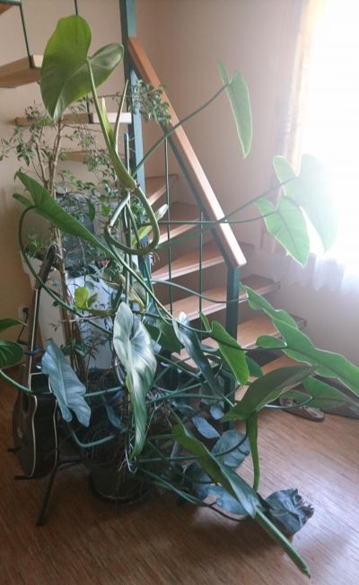 Daruji domácí květiny, pokojové rostliny