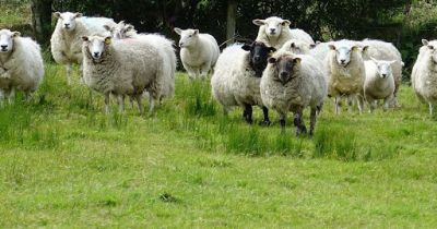 Daruji stádo oveček do dobrý ch rukou
