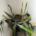 Kaktus - zřejmě disocactus ackermannii