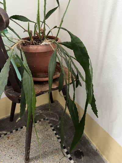 Kaktus - zřejmě disocactus ackermannii