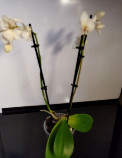 Orchidej